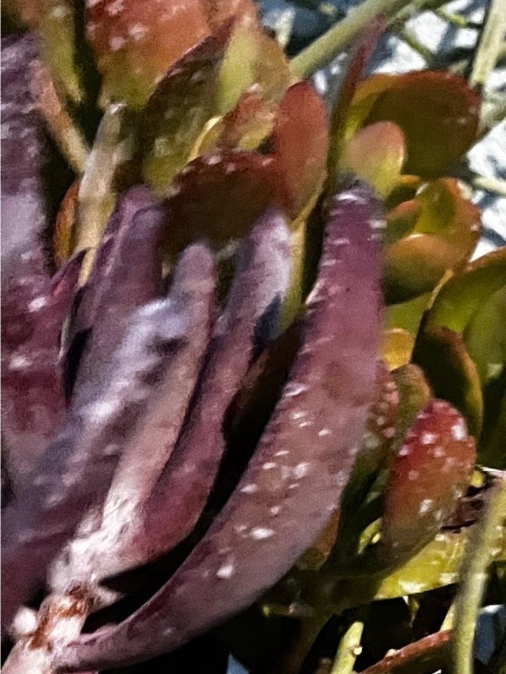 Beautiful burgundy pencil like succulent plant cuttings - Picture 5 of 7